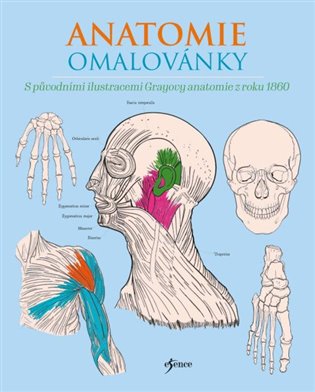 Anatomie omalovánky koupíte na Kosmas.cz